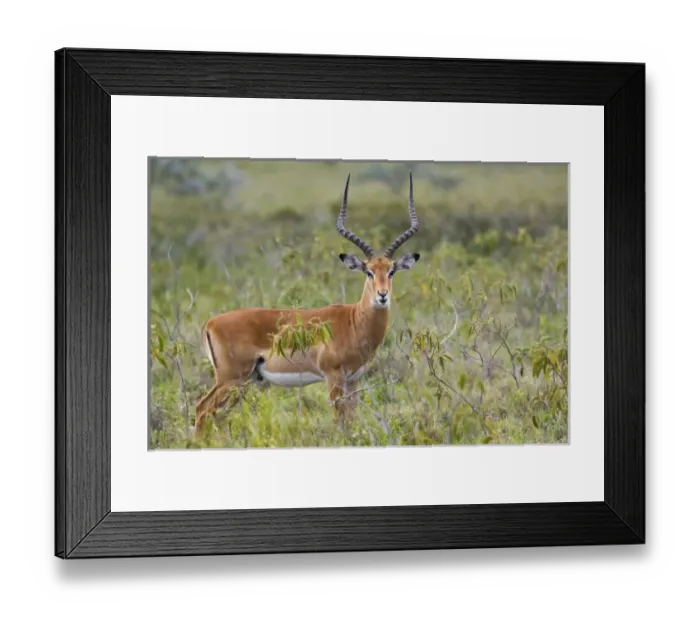 Framed Print : Unknown. Male Impala, Aepyceros melampus, Lake Nakuru National Park, Kenya, Africa