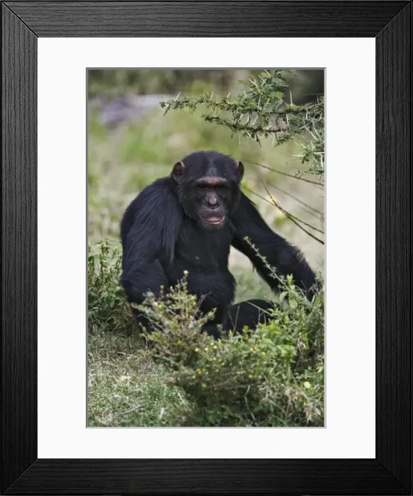 Framed Print : Africa, Kenya Framed Print : Africa, Kenya