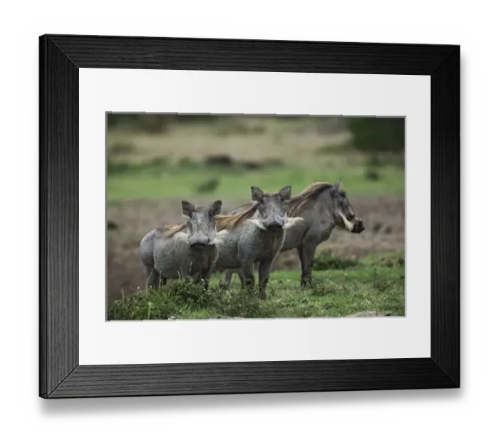 Framed Print : Africa, Kenya Framed Print : Africa, Kenya