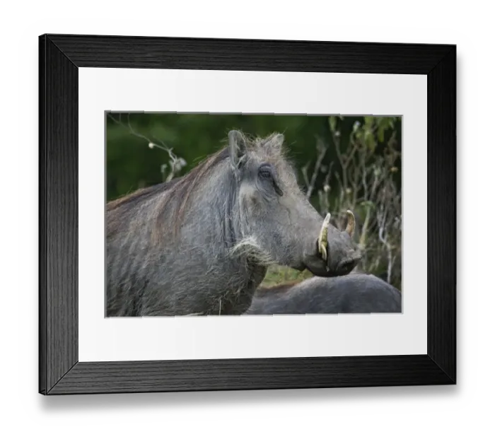 Framed Print : Warthogs, Phacochoerus aethiopicus, Masai Mara, Kenya Framed Print : Warthogs, Phacochoerus aethiopicus, Masai Mara, Kenya