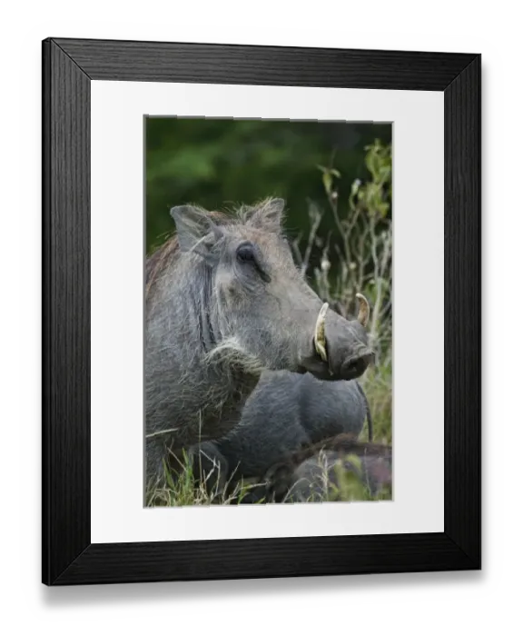 Framed Print : Africa, Kenya Framed Print : Africa, Kenya