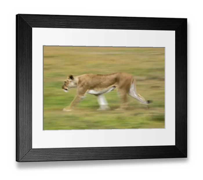 Framed Print : Africa, Kenya Framed Print : Africa, Kenya