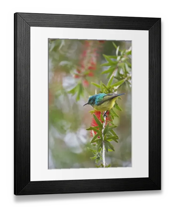 Framed Print : Africa, Kenya Framed Print : Africa, Kenya