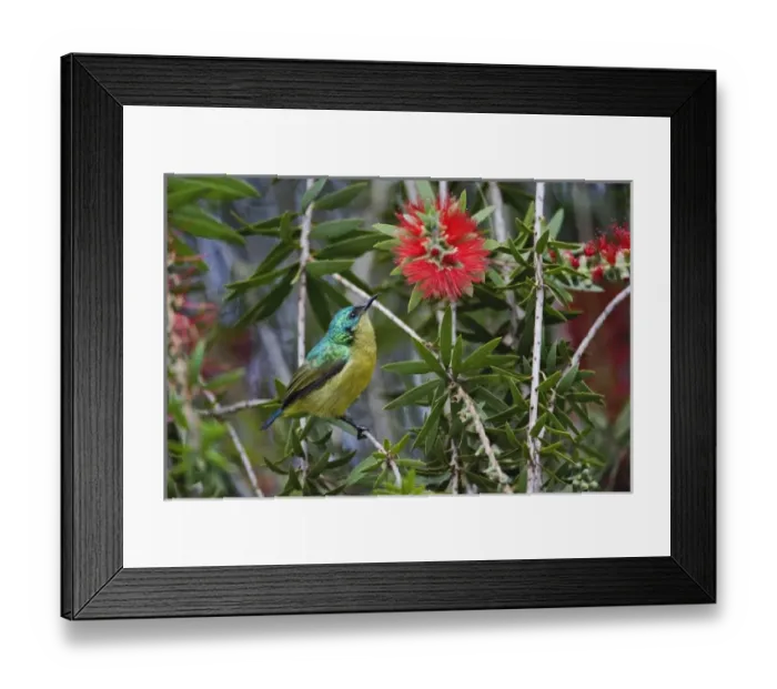 Framed Print : Variable Sunbird, Nectarinia venusta, Aberdare Country Club, Nyeri, Kenya Framed Print : Variable Sunbird, Nectarinia venusta, Aberdare Country Club, Nyeri, Kenya