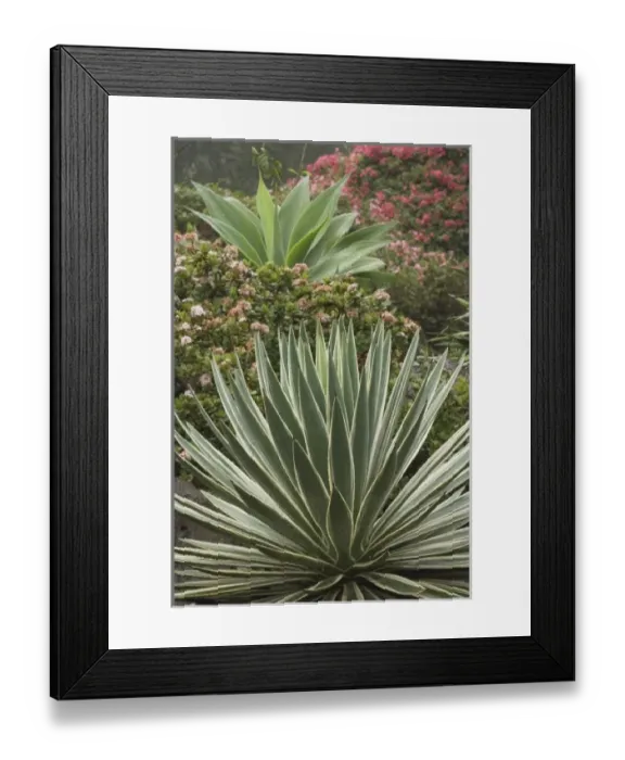 Framed Print : Africa, Kenya Framed Print : Africa, Kenya