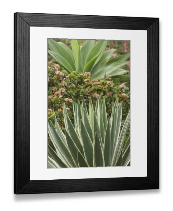 Framed Print : Africa, Kenya Framed Print : Africa, Kenya
