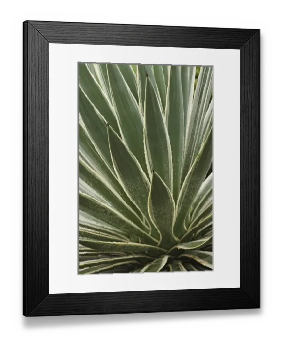 Framed Print : Africa, Kenya Framed Print : Africa, Kenya
