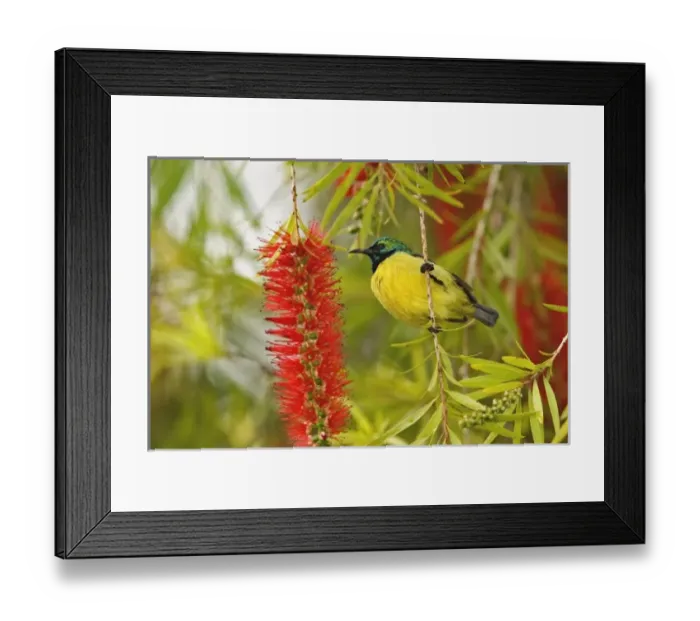 Framed Print : Africa, Kenya Framed Print : Africa, Kenya