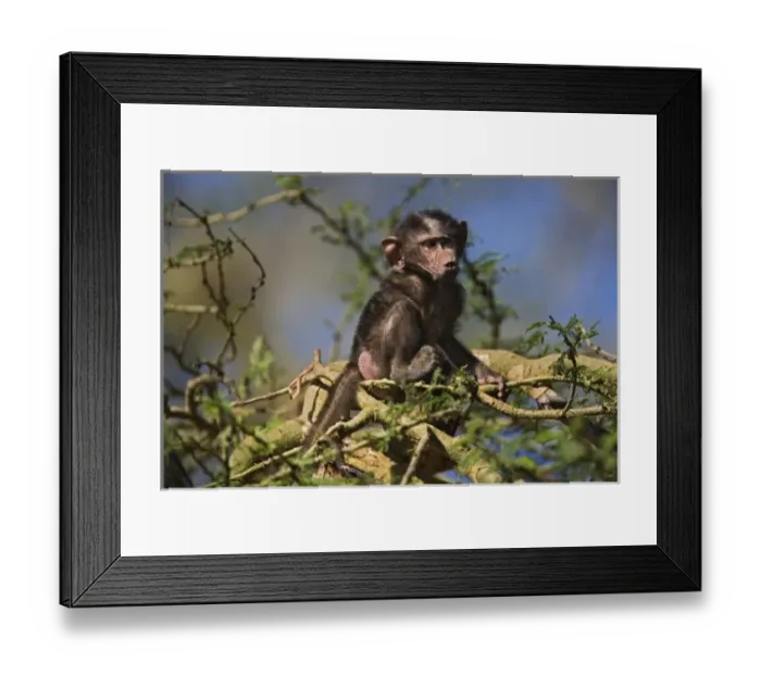 Framed Print : Africa, Kenya