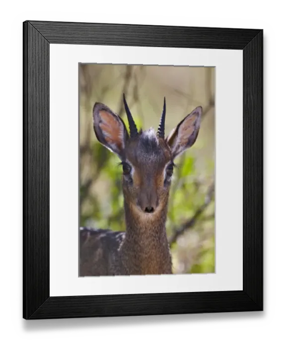 Framed Print : Africa, Kenya Framed Print : Africa, Kenya