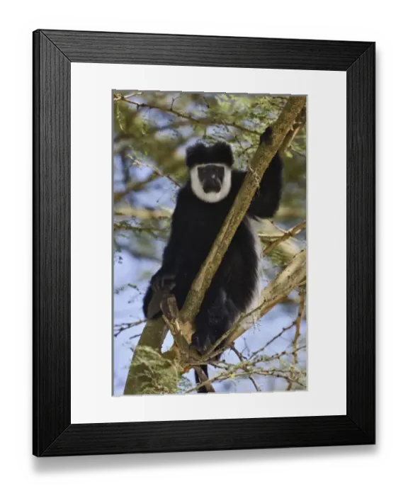 Framed Print : Africa, Kenya Framed Print : Africa, Kenya