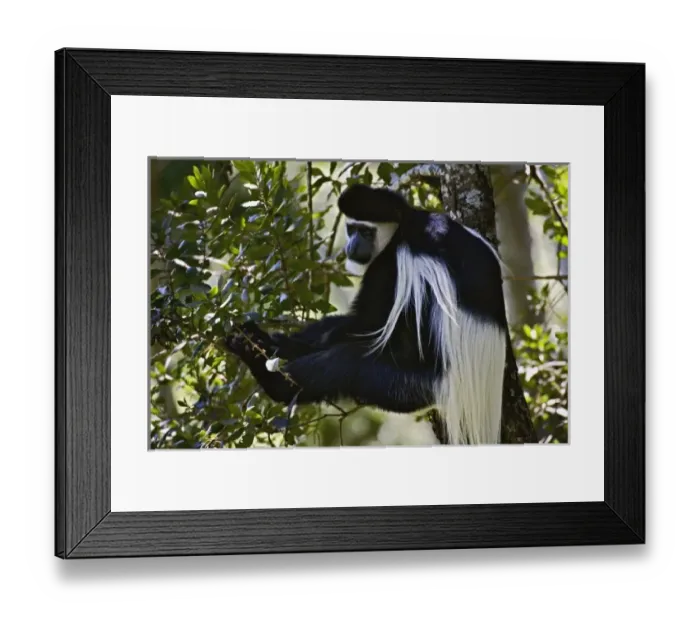 Framed Print : Abyssinian Black and White Colobus, Colobus abyssinicus. Lake Nakuru National Park, Kenya Framed Print : Abyssinian Black and White Colobus, Colobus abyssinicus. Lake Nakuru National Park, Kenya