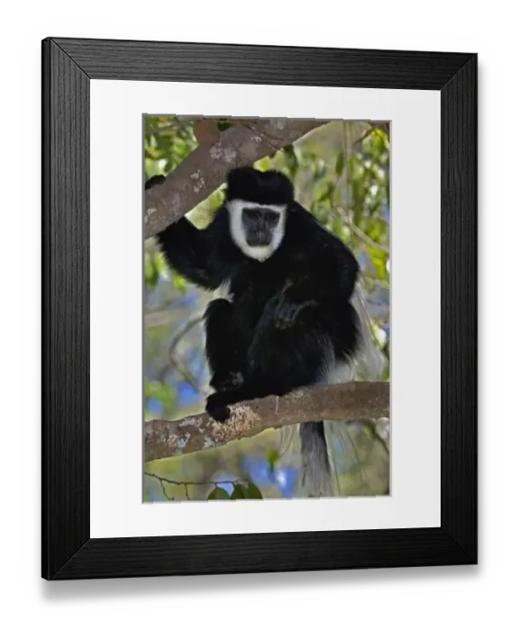 Framed Print : Africa, Kenya