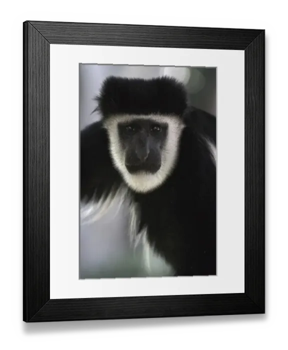 Framed Print : Abyssinian Black and White Colobus, Colobus abyssinicus. Lake Nakuru National Park, Kenya Framed Print : Abyssinian Black and White Colobus, Colobus abyssinicus. Lake Nakuru National Park, Kenya