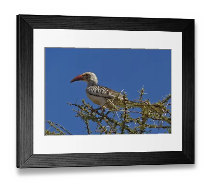 Framed Print : Red-billed Hornbill, Tockus erythrochynchus, Samburu Game Reserve, Kenya Framed Print : Red-billed Hornbill, Tockus erythrochynchus, Samburu Game Reserve, Kenya