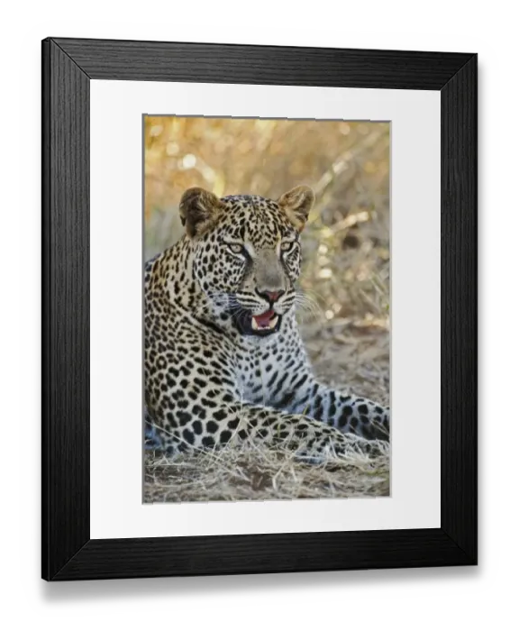 Framed Print : Africa, Kenya Framed Print : Africa, Kenya