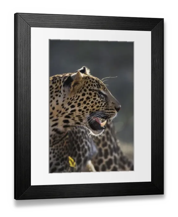 Framed Print : Leopard, Panthera pardus, Samburu Game Reserve, Kenya Framed Print : Leopard, Panthera pardus, Samburu Game Reserve, Kenya