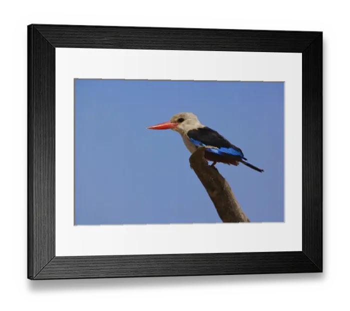 Framed Print : Grey-headed Kingfisher, Halcyon leucocephala, Samburu Game Reserve, Kenya Framed Print : Grey-headed Kingfisher, Halcyon leucocephala, Samburu Game Reserve, Kenya