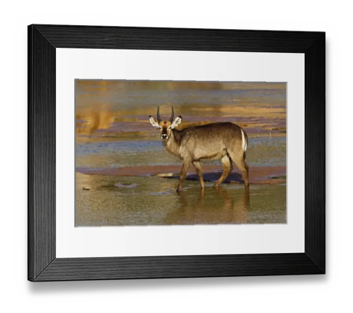 Framed Print : Defassa Waterbuck, Kobus defassa, Samburu Game Reserve, Kenya Framed Print : Defassa Waterbuck, Kobus defassa, Samburu Game Reserve, Kenya
