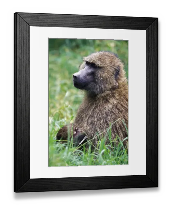 Framed Print : Africa, Kenya Framed Print : Africa, Kenya