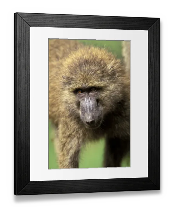 Framed Print : Africa, Kenya Framed Print : Africa, Kenya