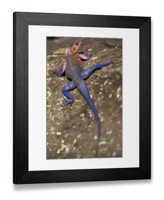 Framed Print : Kenya, Masai Mara Game Reserve. Agama Lizard (Agama agama) Framed Print : Kenya, Masai Mara Game Reserve. Agama Lizard (Agama agama)