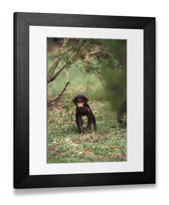 Framed Print : Africa, Kenya Framed Print : Africa, Kenya