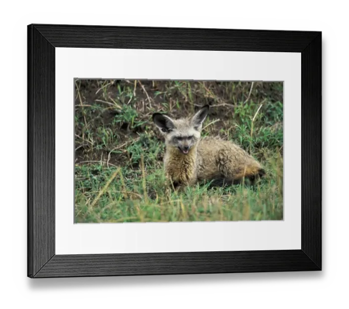 Framed Print : Africa, Kenya Framed Print : Africa, Kenya
