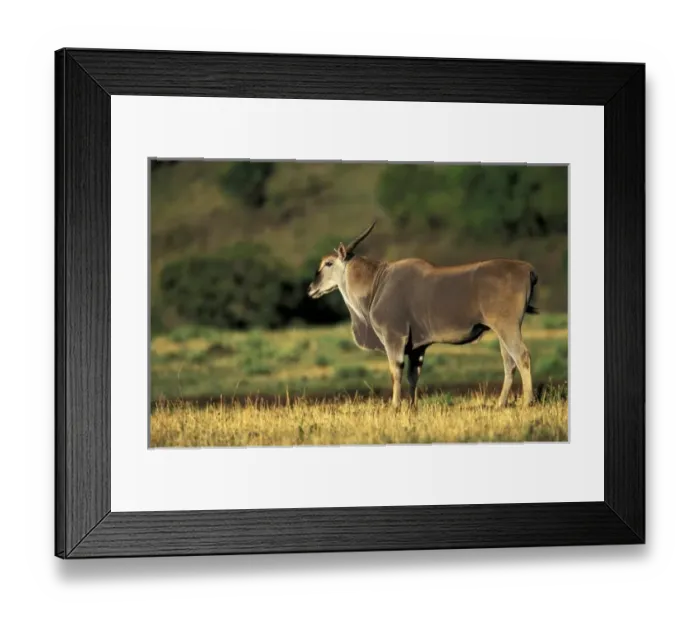 Framed Print : Africa, Kenya Framed Print : Africa, Kenya