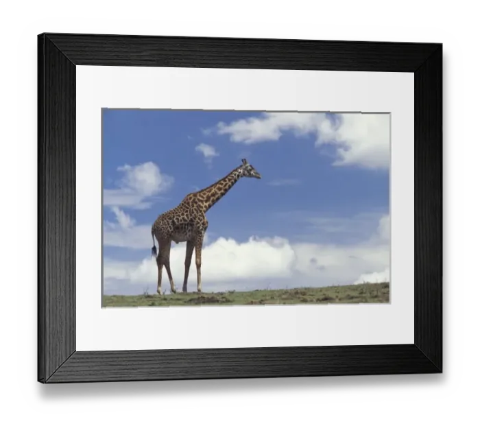 Framed Print : Kenya, Masai Mara Game Reserve. Kenyan Giraffe (Giraffe camelopardalis tippelskirchi) Framed Print : Kenya, Masai Mara Game Reserve. Kenyan Giraffe (Giraffe camelopardalis tippelskirchi)