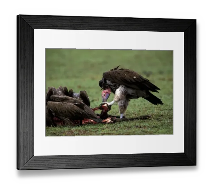 Framed Print : Kenya, Masai Mara Game Reserve. Nubian Vulture (Torgos tracheliotus) Framed Print : Kenya, Masai Mara Game Reserve. Nubian Vulture (Torgos tracheliotus)