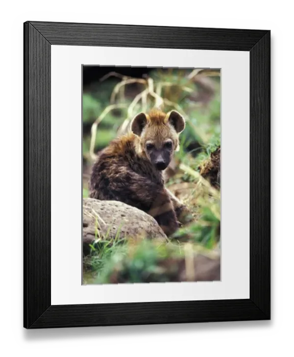 Framed Print : Africa, Kenya Framed Print : Africa, Kenya