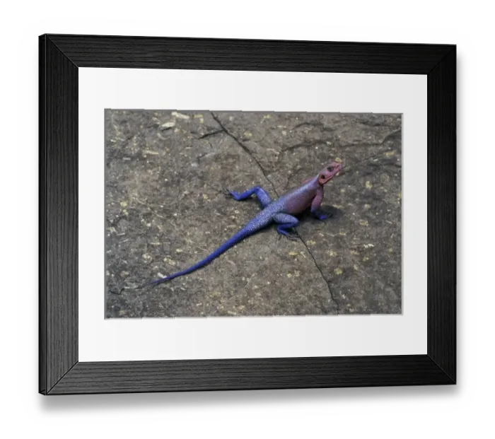 Framed Print : Africa, Kenya Framed Print : Africa, Kenya