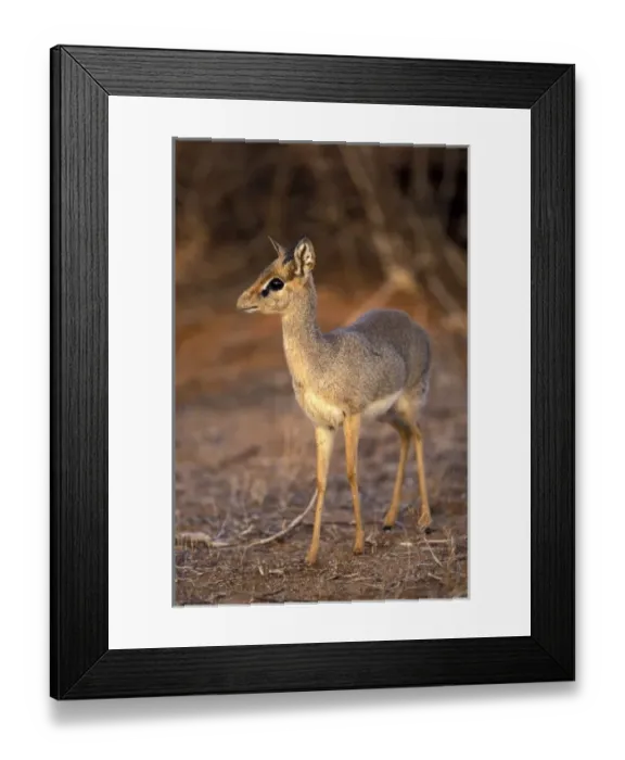 Framed Print : Kenya, Samburu National Reserve. Guenthers Long-Snouted Dik-Dik (Rhynchortragus