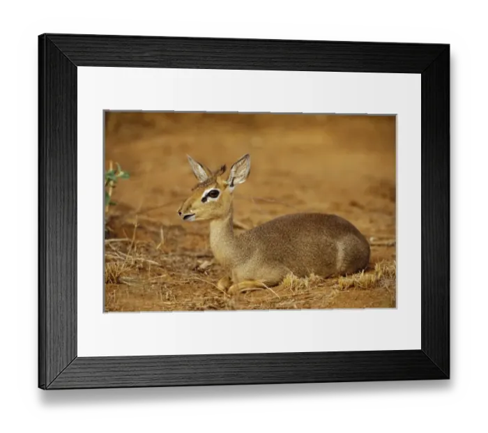 Framed Print : Kenya, Samburu National Reserve. Guenthers Long-Snouted Dik-Dik (Rhynchortragus
