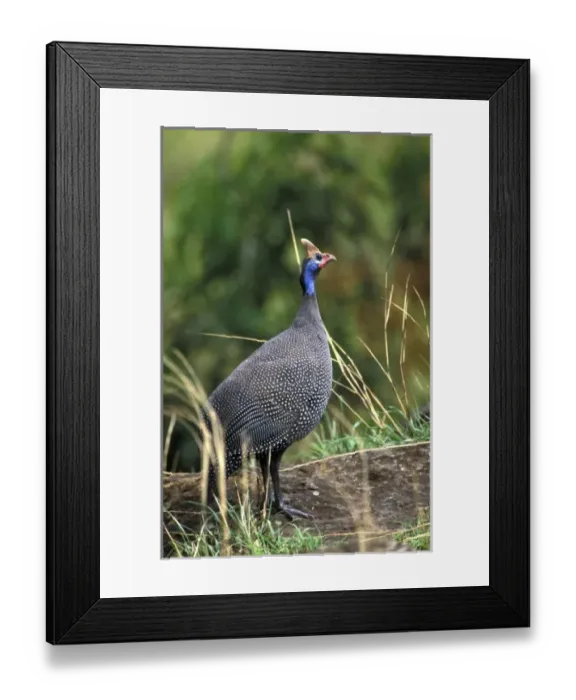 Framed Print : Africa, Kenya
