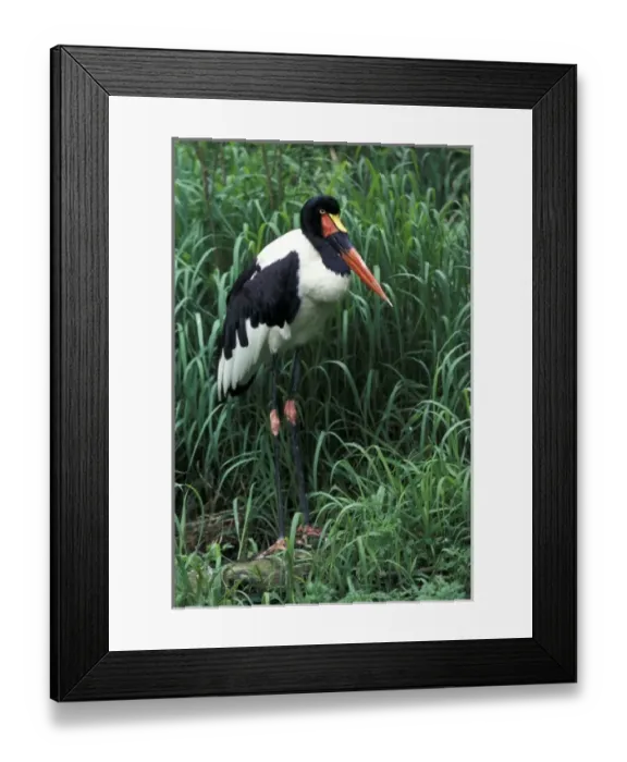 Framed Print : Kenya. Female Saddlebill Stork (Ephippiorhynchus senegalensis) Framed Print : Kenya. Female Saddlebill Stork (Ephippiorhynchus senegalensis)