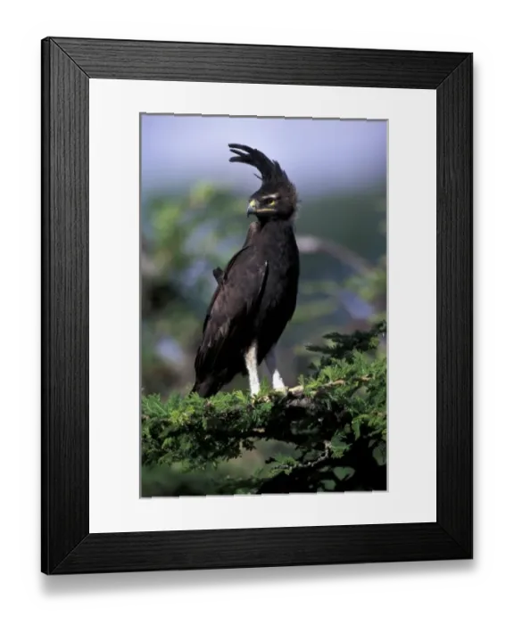 Framed Print : Kenya. Long-crested Eagle (lophaetus occipitalis) Framed Print : Kenya. Long-crested Eagle (lophaetus occipitalis)