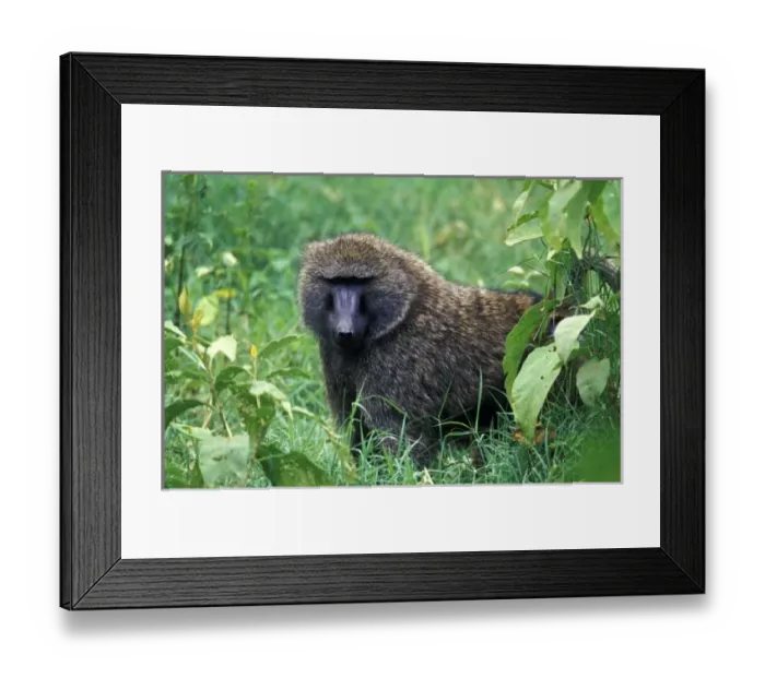 Framed Print : Kenya Framed Print : Kenya
