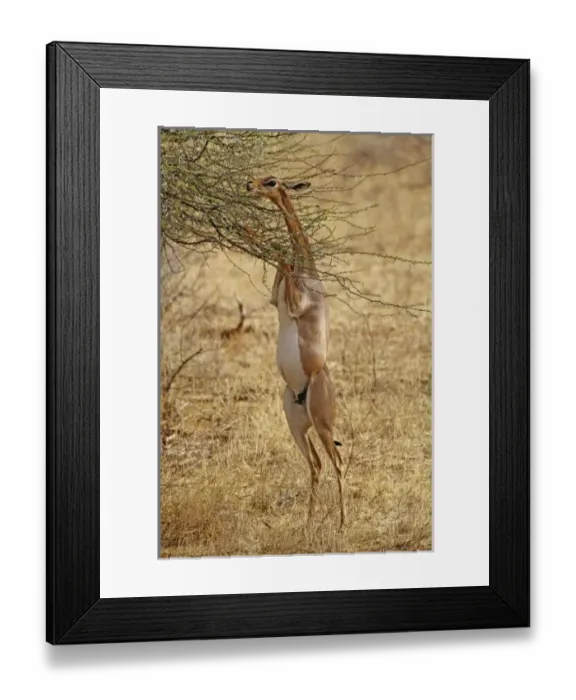 Framed Print : Africa, Kenya
