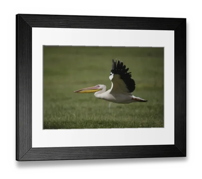 Framed Print : White Pelican, Pelecanus onocrotalus, in flight, Lake Nakuru National Park, Kenya Framed Print : White Pelican, Pelecanus onocrotalus, in flight, Lake Nakuru National Park, Kenya