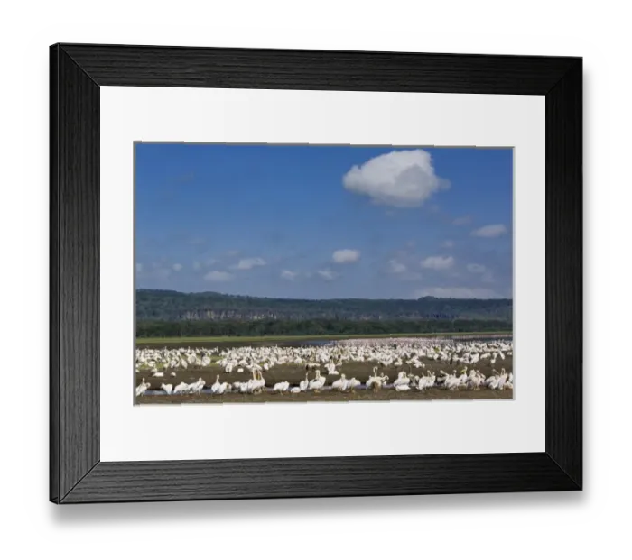 Framed Print : White Pelicans, Pelecanus onocrotalus, Lake Nakuru National Park, Kenya Framed Print : White Pelicans, Pelecanus onocrotalus, Lake Nakuru National Park, Kenya