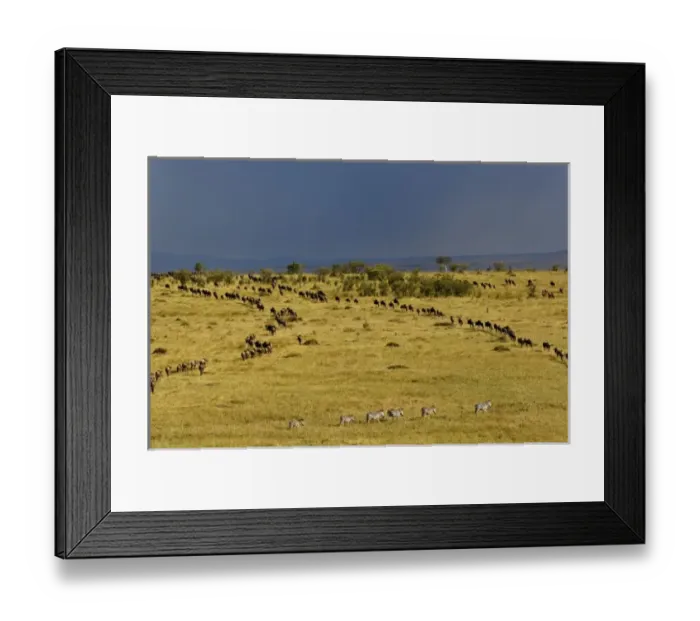 Framed Print : Wildebeest migration, Connochaetes taurinus, Masai Mara Game Reserve, Kenya Framed Print : Wildebeest migration, Connochaetes taurinus, Masai Mara Game Reserve, Kenya