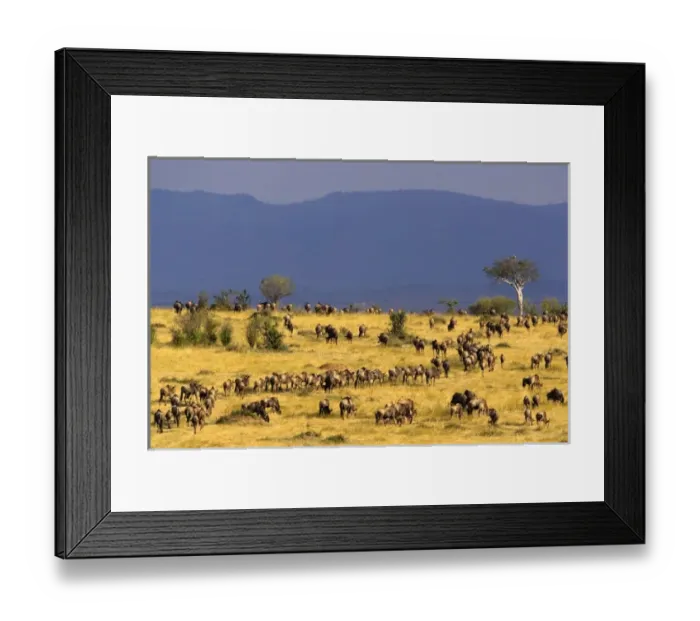 Framed Print : Wildebeest migration, Connochaetes taurinus, Masai Mara Game Reserve, Kenya Framed Print : Wildebeest migration, Connochaetes taurinus, Masai Mara Game Reserve, Kenya