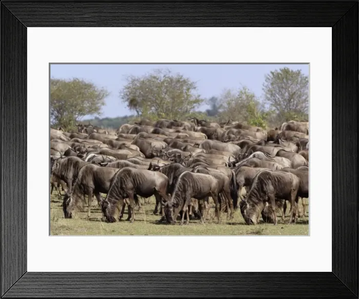Framed Print : Africa, Kenya