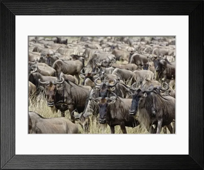 Framed Print : Africa, Kenya Framed Print : Africa, Kenya