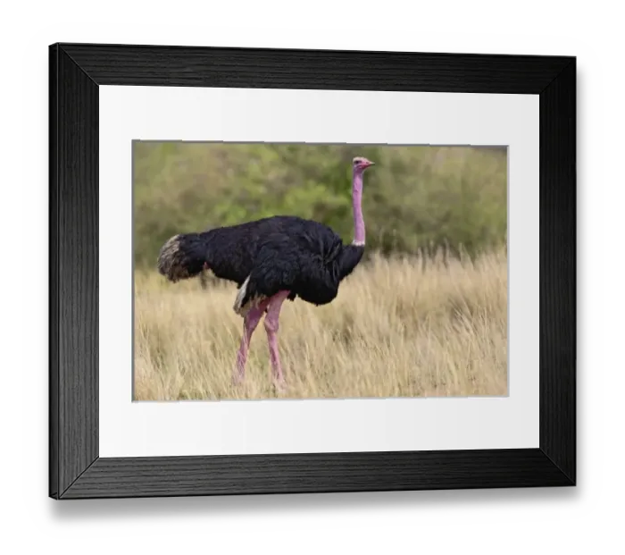 Framed Print : Africa, Kenya Framed Print : Africa, Kenya