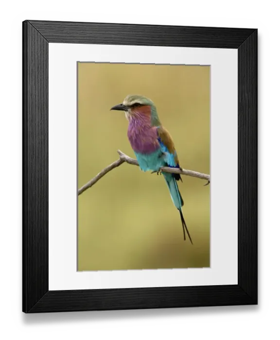 Framed Print : Africa, Kenya