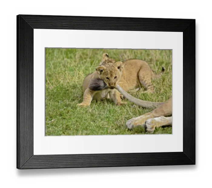 Framed Print : Africa, Kenya Framed Print : Africa, Kenya