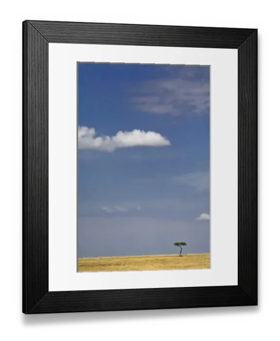 Framed Print : Single Umbrella Thorn Acacia and sky, Acacia tortilis, Masai Mara Game Reserve, Kenya
